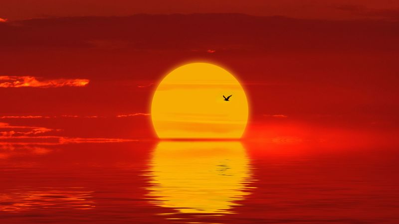 sun, sunset, silhouette, bird, red, 4k