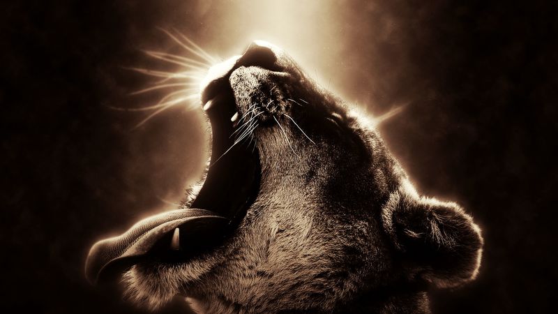 lioness, grin, lion, dark, photoshop, 4k
