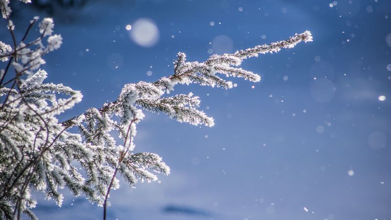 branches, glare, bokeh, snow, blur, 4k