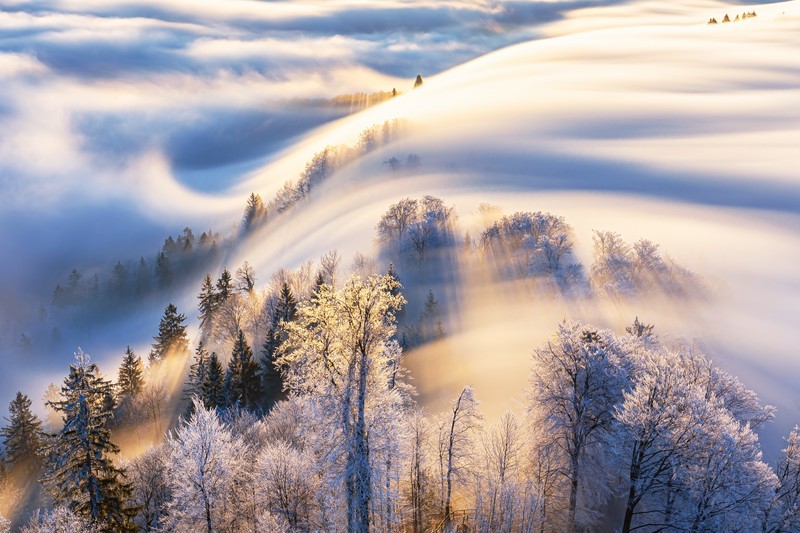 snow covered, trees, snow, sunlight, wind, winter, landscape