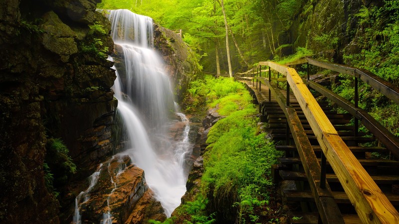nature, landscape, trees, rocks, water, plants, grass, moss, long exposure, Avalanche Falls, New Hampshire, USA