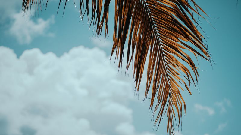 palm tree, branch, leaves, sky, 4k