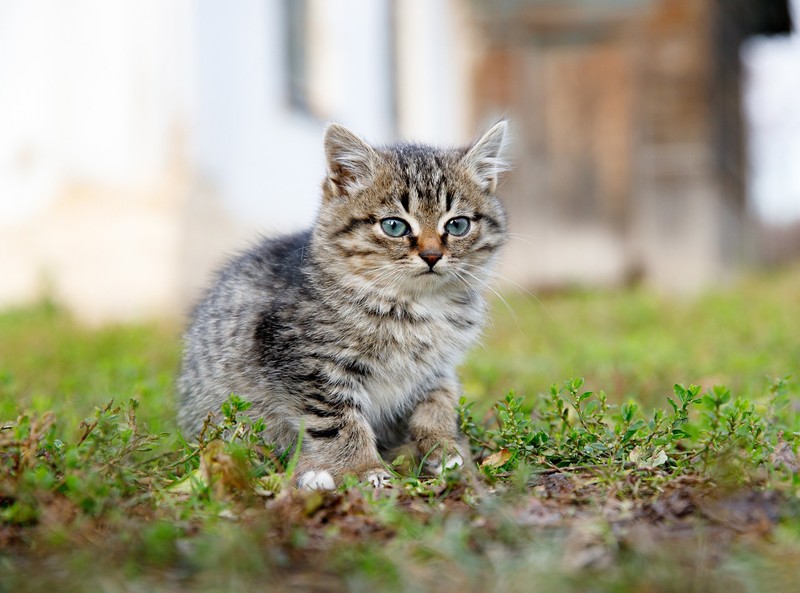 outdoors, cats, animals, mammals