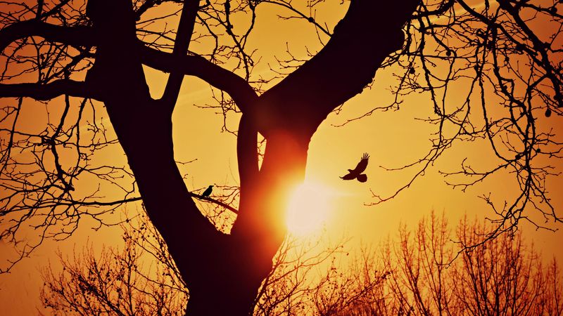 bird, silhouette, sunset, flight, branches, tree, 4k