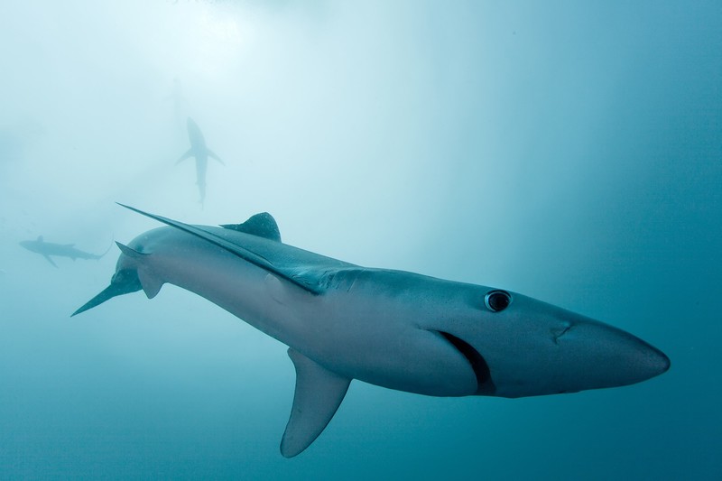 underwater, sea, shark
