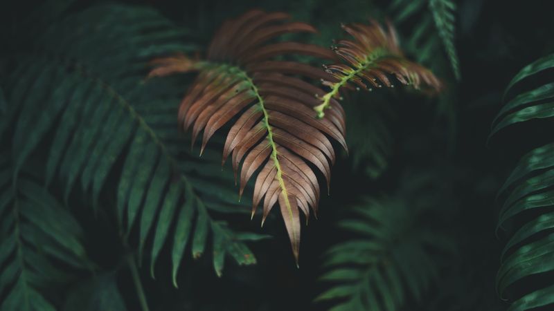 plant, leaves, macro, carved, dry, 4k