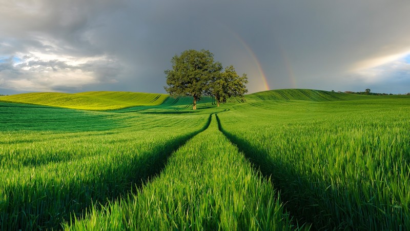 nature, landscape, trees, plants, field, clouds, sky, Monsoon, rainbows, Poland, far view