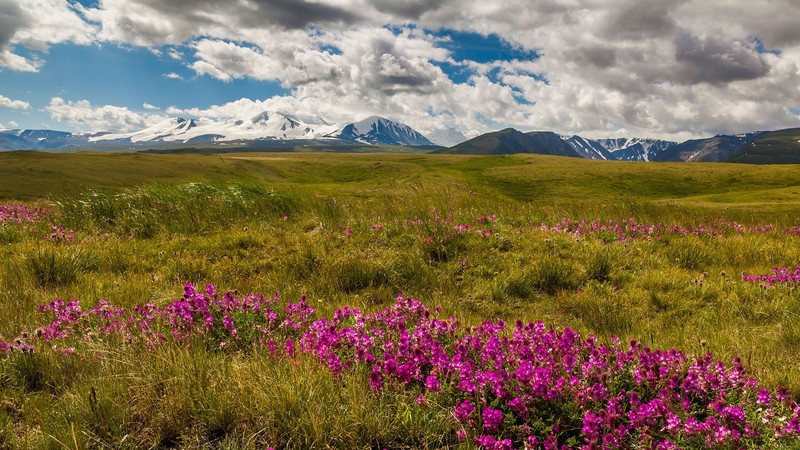 nature, landscape, far view, clouds, sky, mountains, grass, flowers, pink flowers, snowy peak, blooming, field, Mongolia