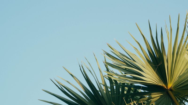 palm, branches, leaves, sky, green, carved, 4k