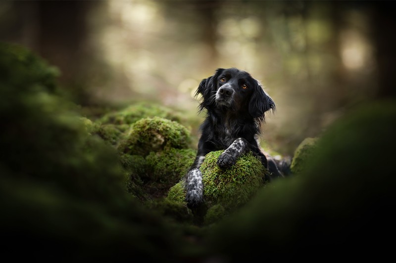 nature, dog, animals, mammals