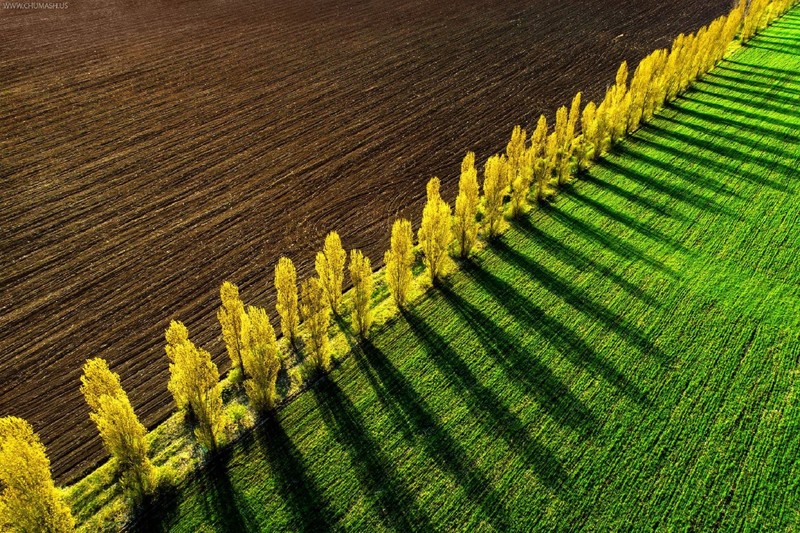 aerial view, field, landscape, trees