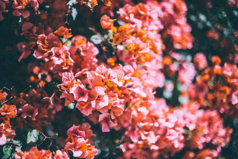 nature, plants, flowers