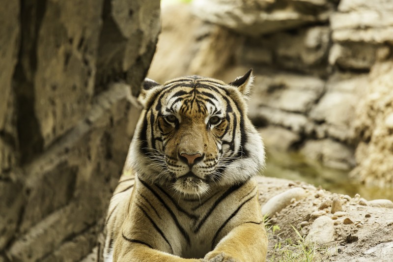 tiger, big cats, animals, Zoo, fur, wildlife, frontal view