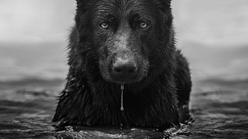 German Shepherd, dog, water, monochrome, frontal view, in water, wet