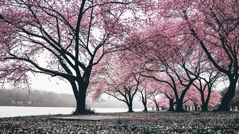 sakura, trees, flowering, flowers, blooming, 4k