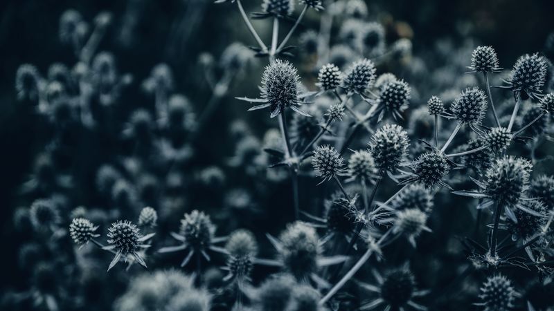 flowers, spines, macro, gray, 4k