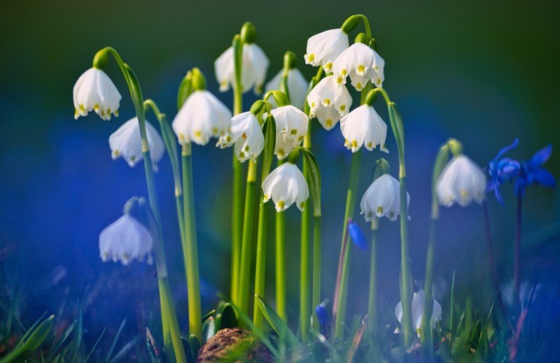 colorful, flowers, plants, white flowers, Leucojum aestivum