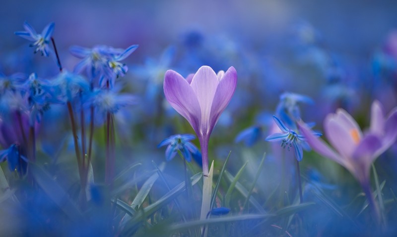 colorful, blue flowers, blue, plants, flowers
