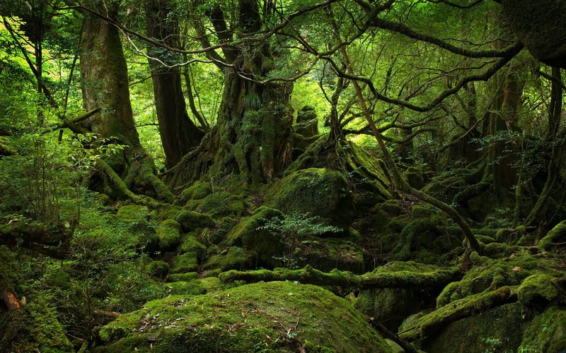 nature, forest, trees, moss, Japan, roots, landscape