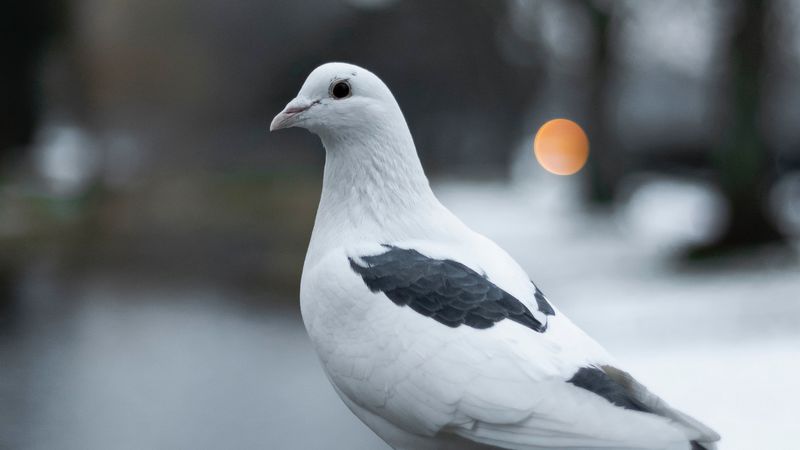 pigeon, bird, white, blur, 4k
