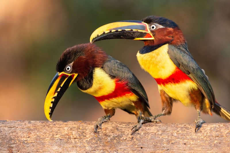 colorful, animals, birds, Aracari