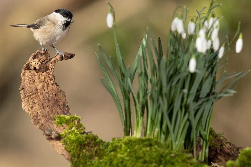 flowers, plants, birds, animals