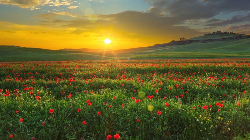nature, landscape, far view, field, grass, plants, hills, clouds, sky, sunset, red flowers, poppies, Tuscany, Italy