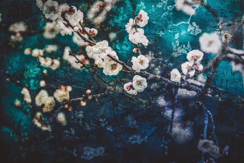 blue, garden, flowers, plants, trees, turquoise