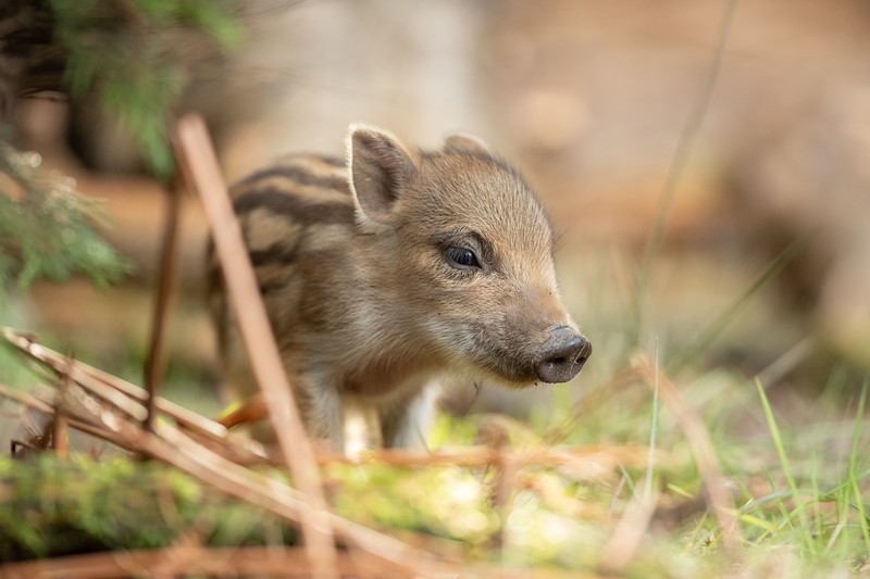 pigs, animals, baby animals, mammals, boars