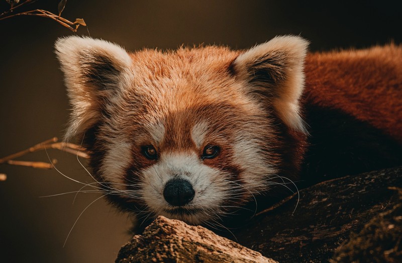 red panda, panda, animals, muzzles