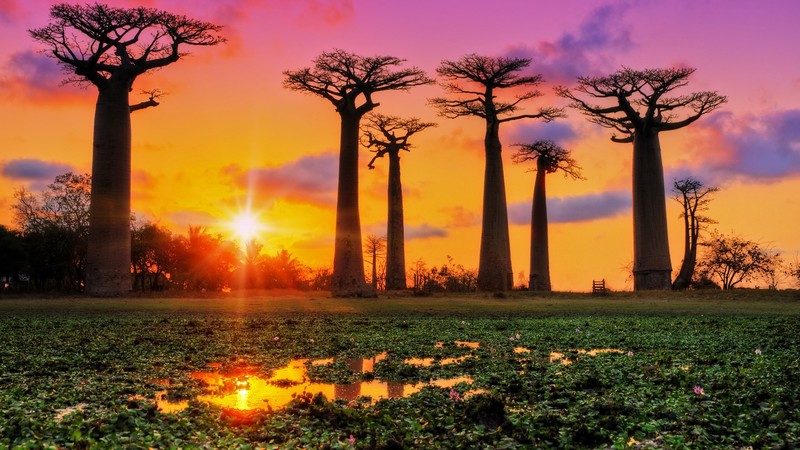 nature, landscape, far view, trees, plants, lake, water, Lotus, sunset, clouds, sky, sun rays, baobab trees, baobabs, Madagascar