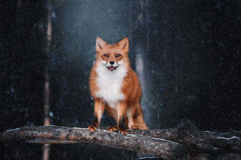 animals, mammals, fox