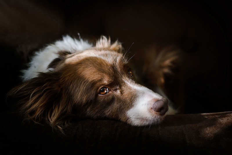 dog, animals, mammals