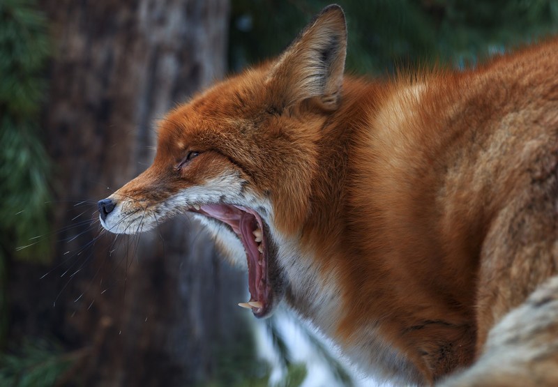 fox, animals, mammals