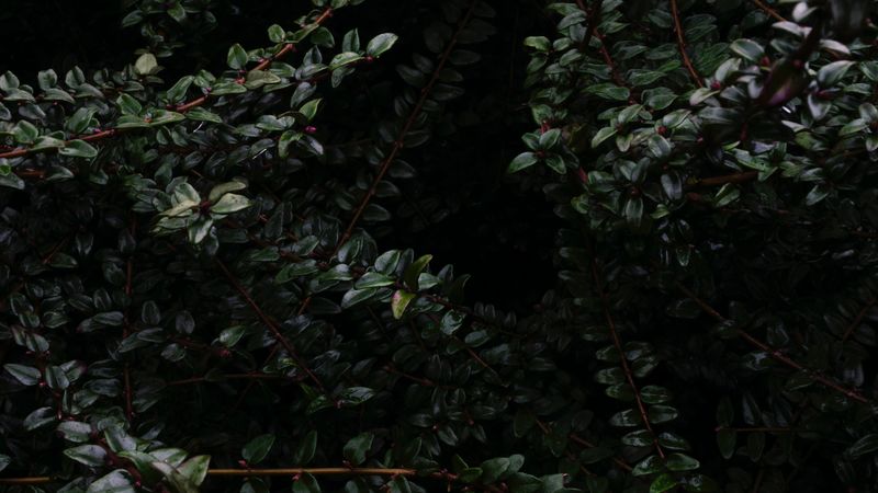 branches, leaves, wet, dark, darkness, 4k