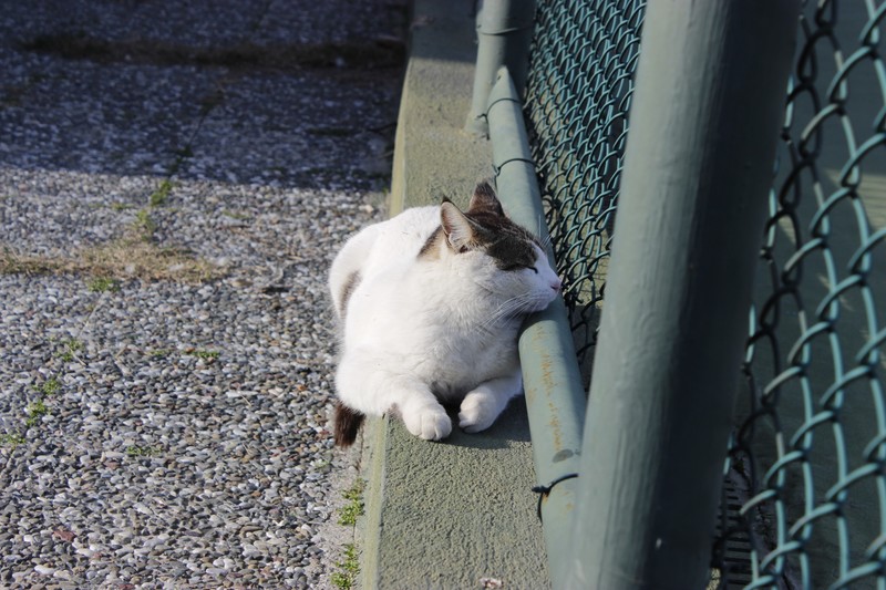 animals, nature, fence, cats