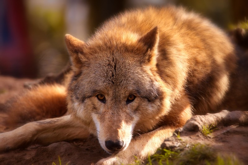 wolf, animals, lights