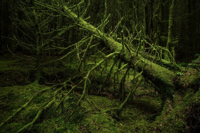green, nature, wood, trees
