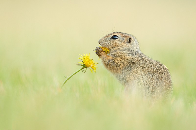 Ground squirrel, grass, flowers, animals, mammals, nature