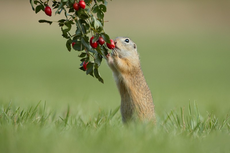 Ground squirrel, grass, animals, mammals, nature