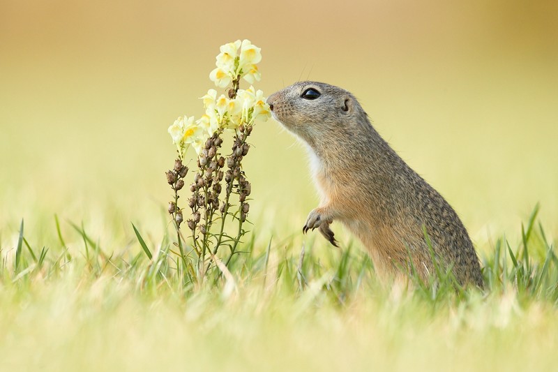 Ground squirrel, grass, flowers, animals, mammals, nature