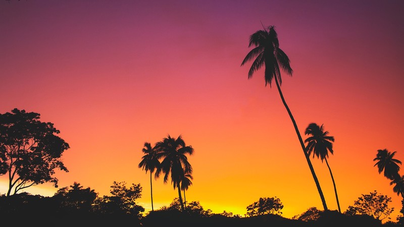 silhouette, sunset, low-angle