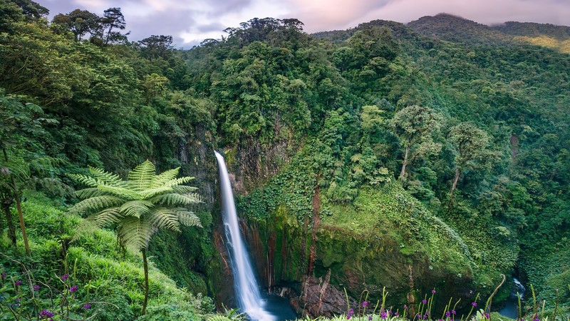 nature, landscape, forest, trees, plants, clouds, Monsoon, flowers, moss, waterfall, tropical forest, water, Catarata del Toro, Costa Rica