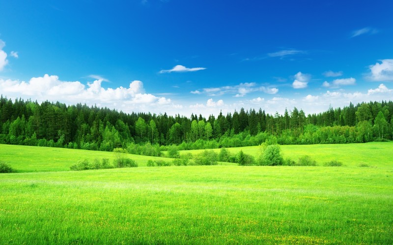 green, grass, trees, sky, clouds