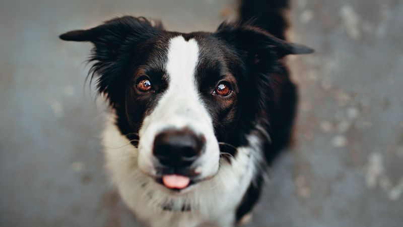 dog, protruding tongue, funny, muzzle, 4k