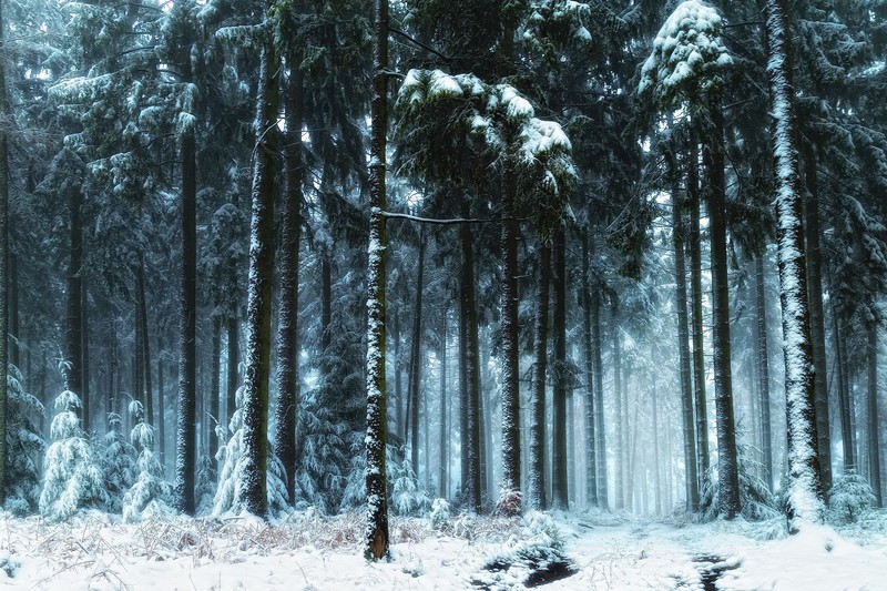 trees, forest, snow, winter