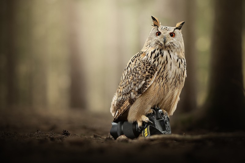 owl, Nikon, forest, animals, birds