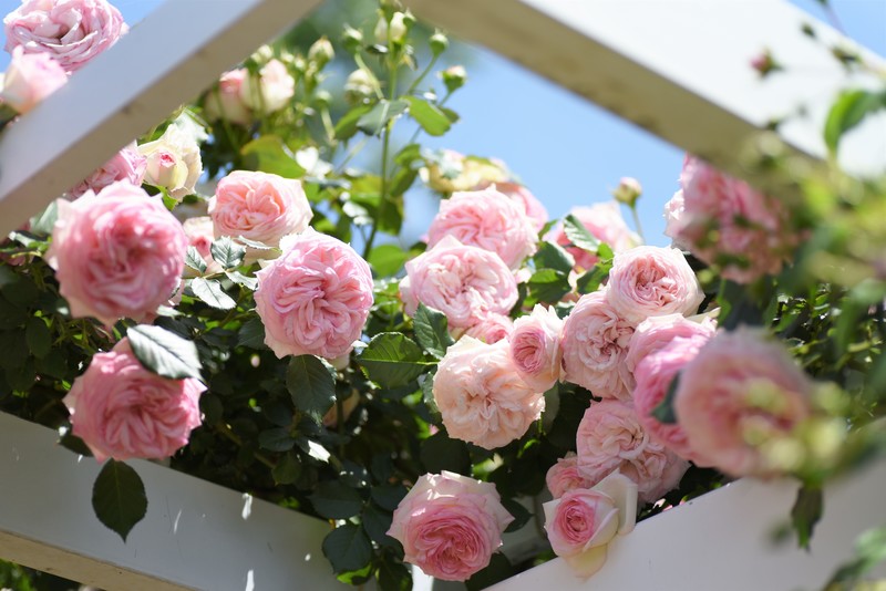flowers, colorful, rose