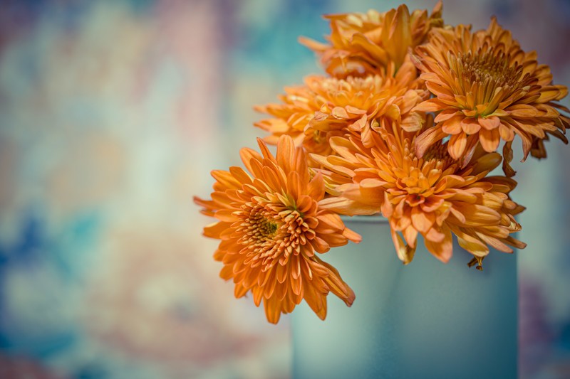 flowers, colorful, orange