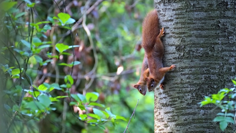 animals, mammals, squirrel, nature